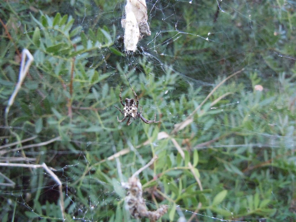 Cyrtophora citricola - Capo Miseno (NA)